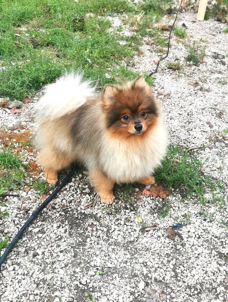 De La Beauté Française - Chiots disponibles - Spitz allemand