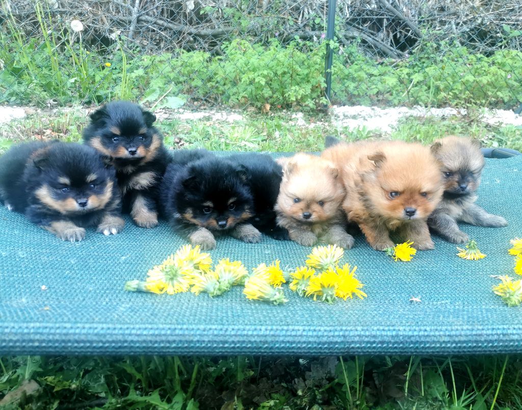 De La Beauté Française - Chiots disponibles - Spitz allemand