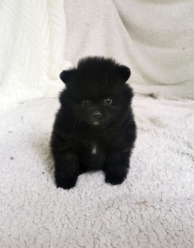 De La Beauté Française - Chiots disponibles - Spitz allemand