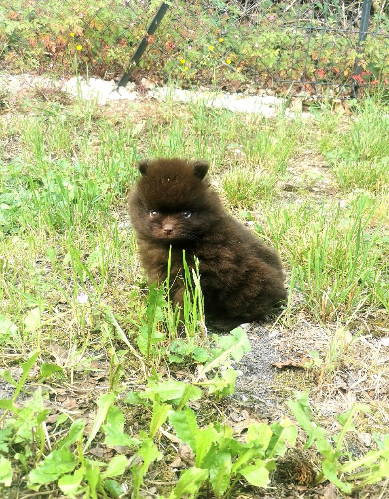 De La Beauté Française - Chiots disponibles - Spitz allemand
