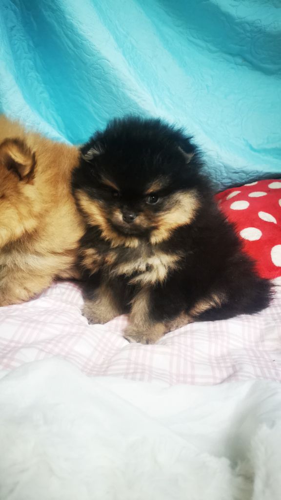 De La Beauté Française - Chiots disponibles - Spitz allemand