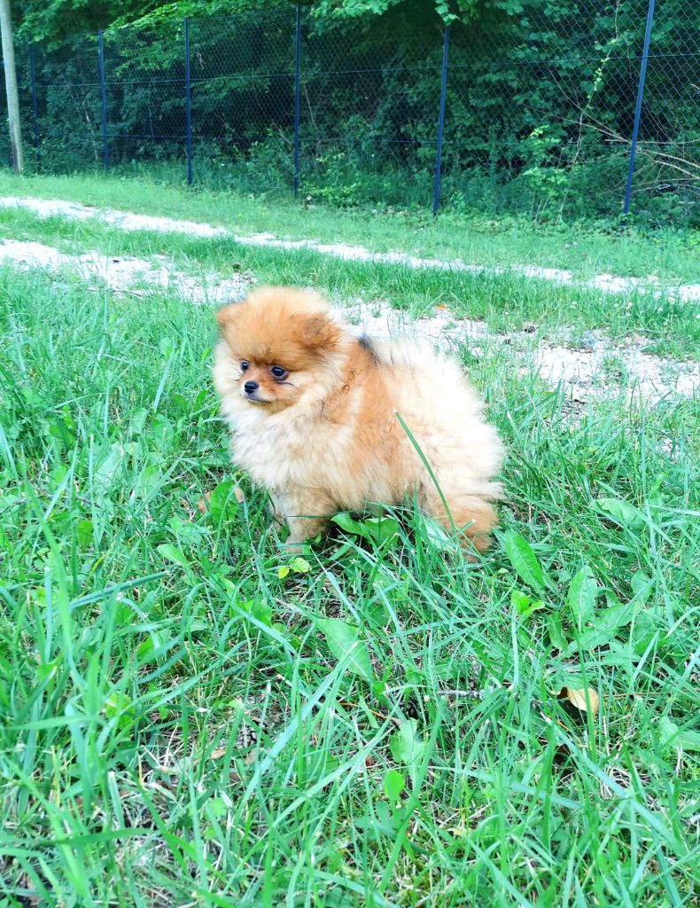 De La Beauté Française - Chiots disponibles - Spitz allemand