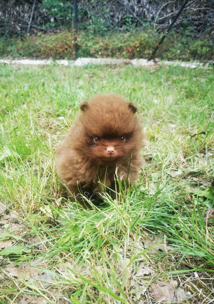 De La Beauté Française - Chiots disponibles - Spitz allemand