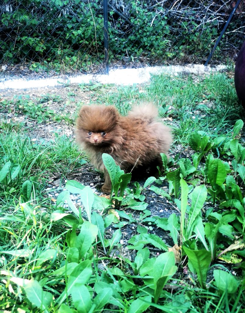 De La Beauté Française - Chiots disponibles - Spitz allemand