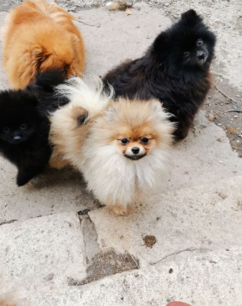 De La Beauté Française - Chiots disponibles - Spitz allemand