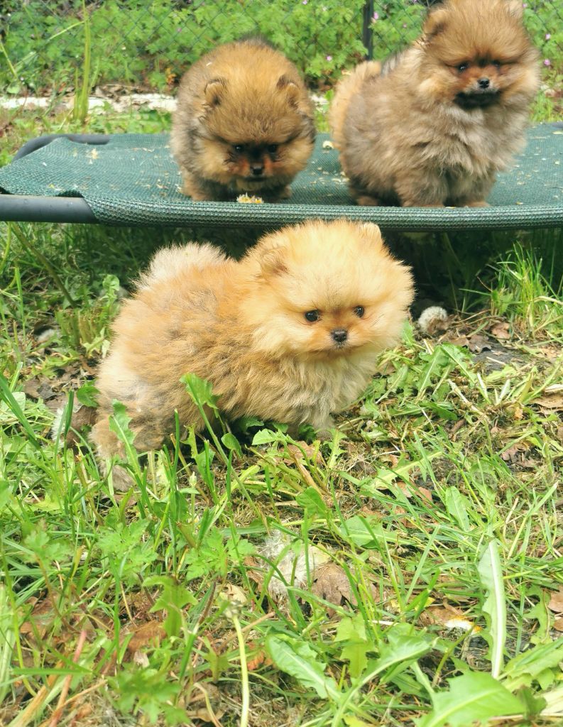 De La Beauté Française - Chiots disponibles - Spitz allemand