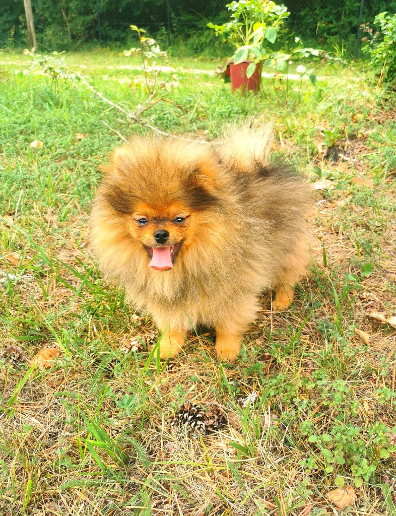 De La Beauté Française - Chiots disponibles - Spitz allemand