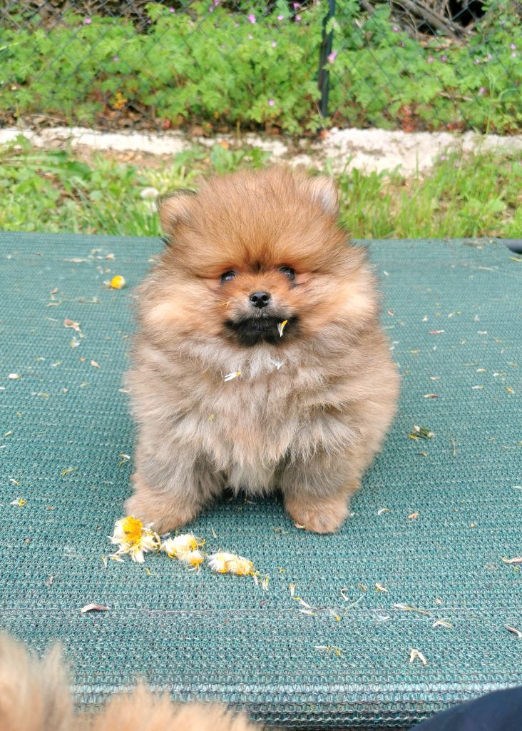 De La Beauté Française - Chiots disponibles - Spitz allemand