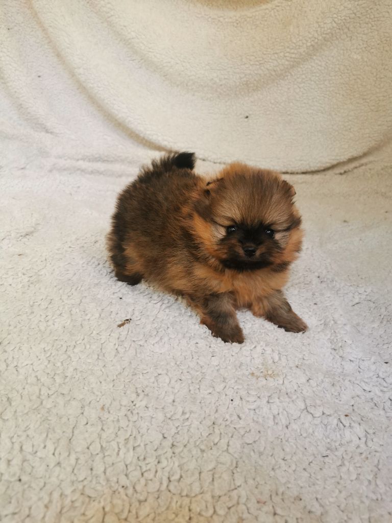 De La Beauté Française - Chiots disponibles - Spitz allemand