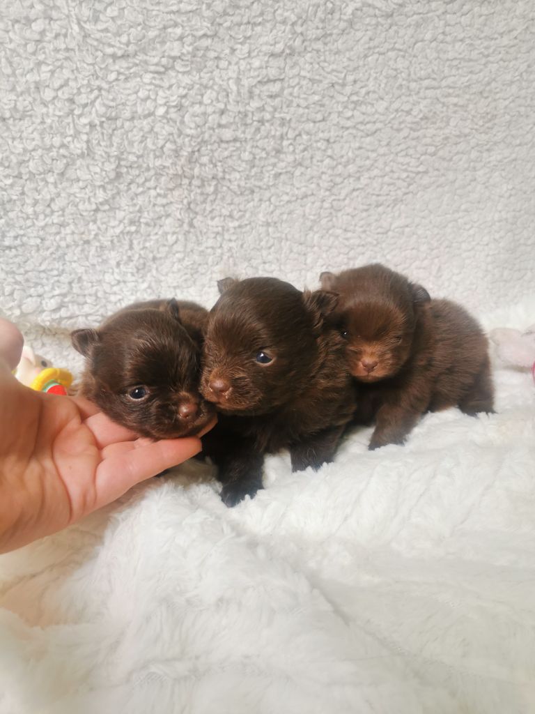 De La Beauté Française - Chiots disponibles - Spitz allemand