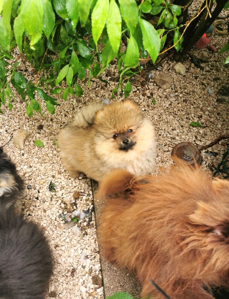 De La Beauté Française - Chiots disponibles - Spitz allemand