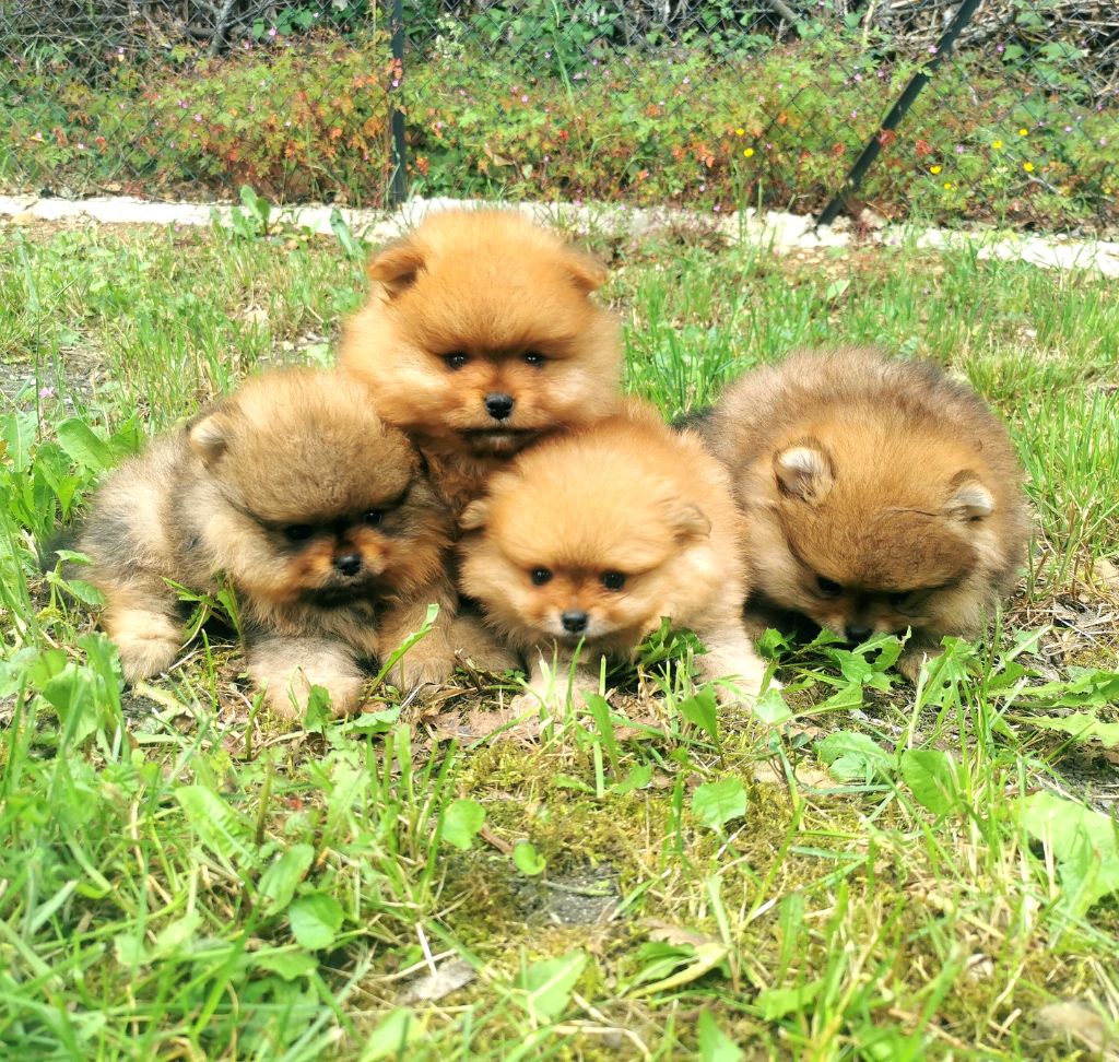 De La Beauté Française - Chiots disponibles - Spitz allemand