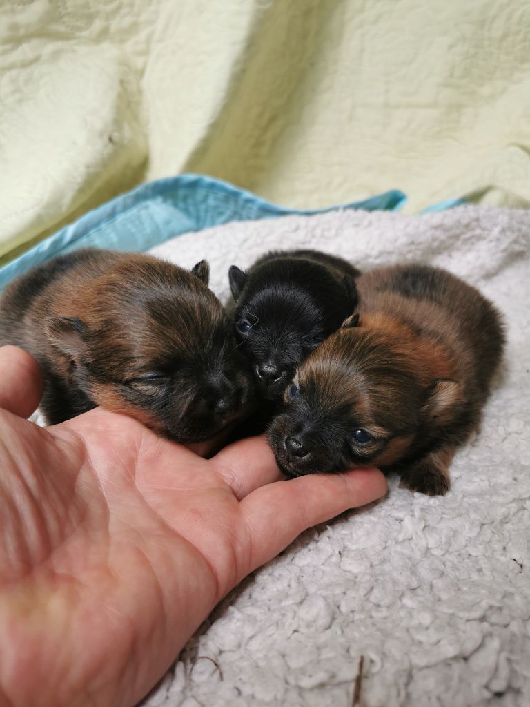 De La Beauté Française - Chiots disponibles - Spitz allemand