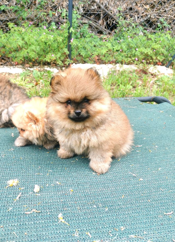 De La Beauté Française - Chiots disponibles - Spitz allemand