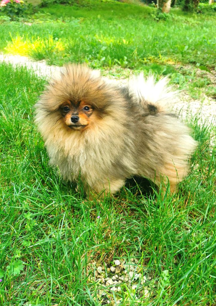 De La Beauté Française - Chiots disponibles - Spitz allemand
