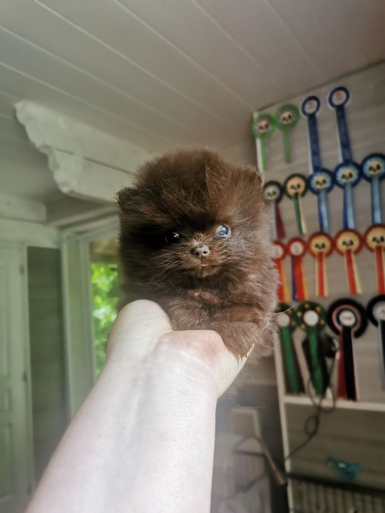 De La Beauté Française - Chiots disponibles - Spitz allemand