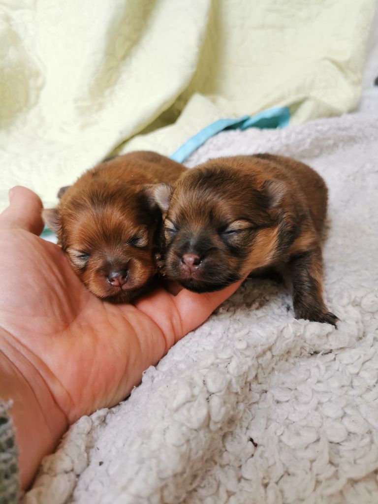 De La Beauté Française - Chiots disponibles - Spitz allemand