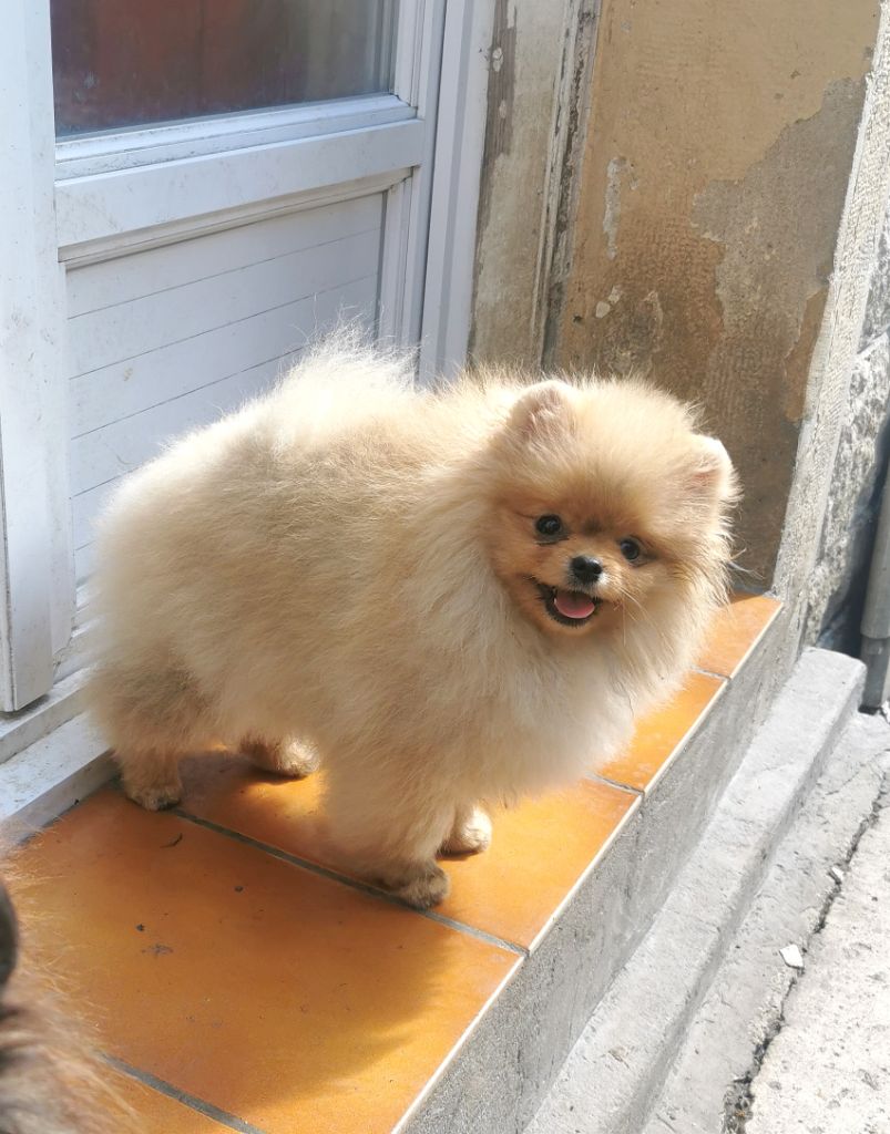 De La Beauté Française - Chiots disponibles - Spitz allemand