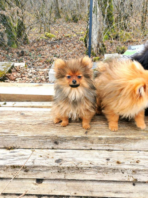 VOLT fauve charbonnée nain