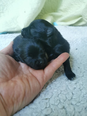 Femelle noire 2 (Girl)