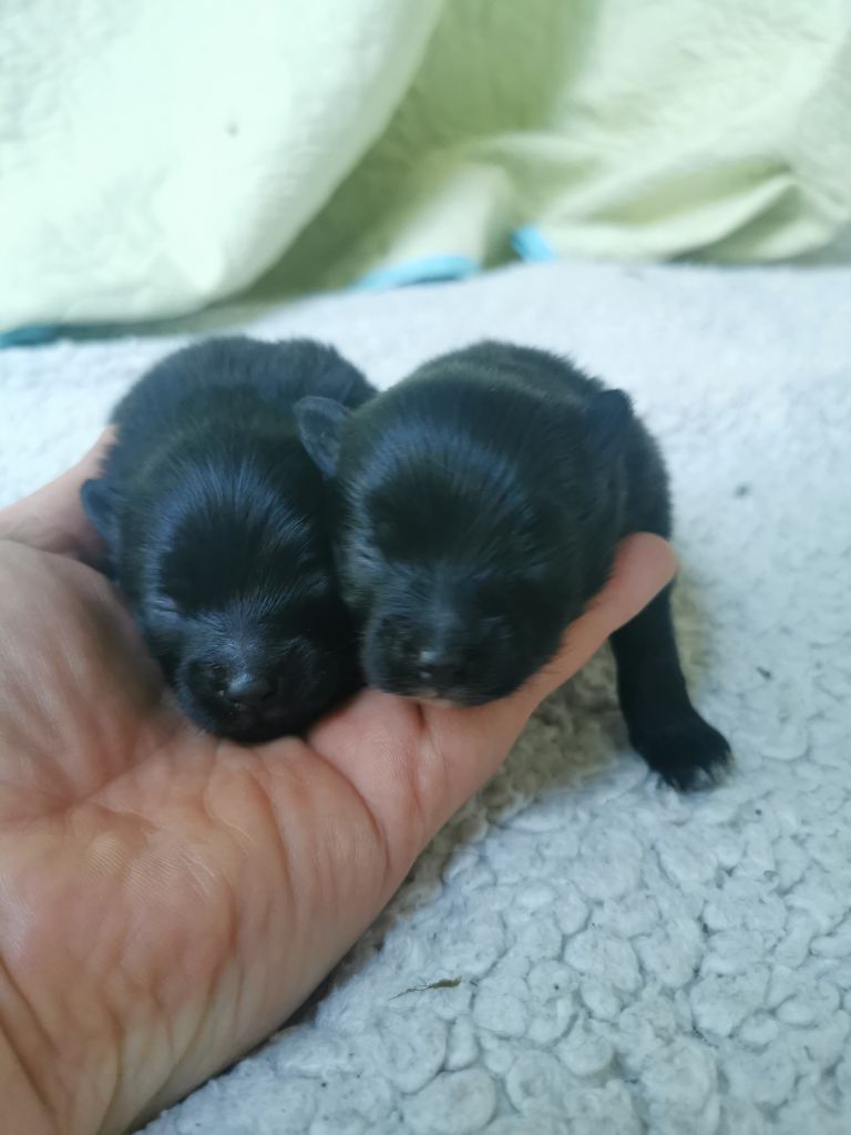 De La Beauté Française - Chiots disponibles - Spitz allemand