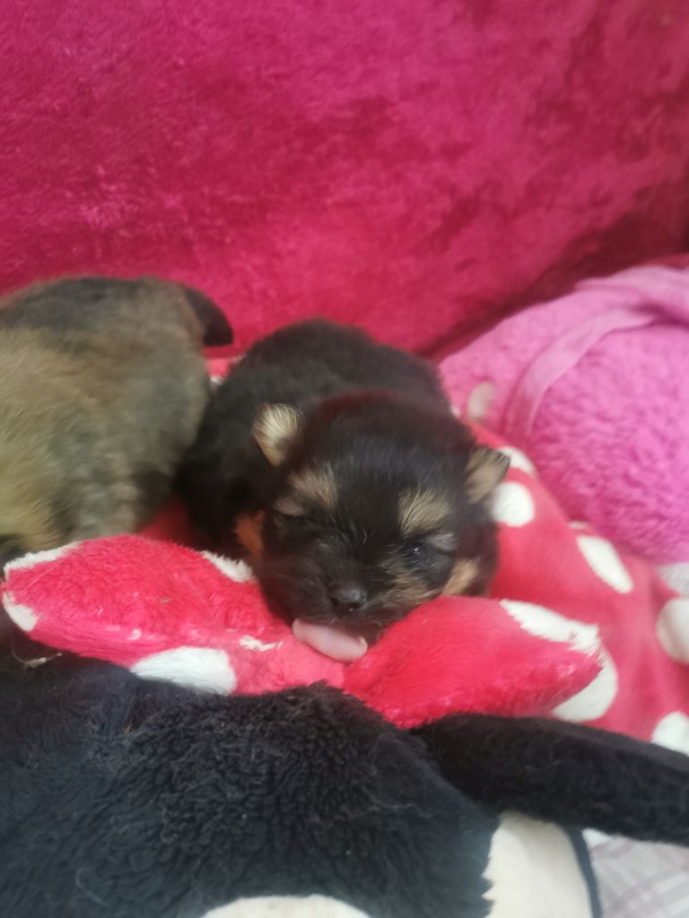 De La Beauté Française - Chiots disponibles - Spitz allemand