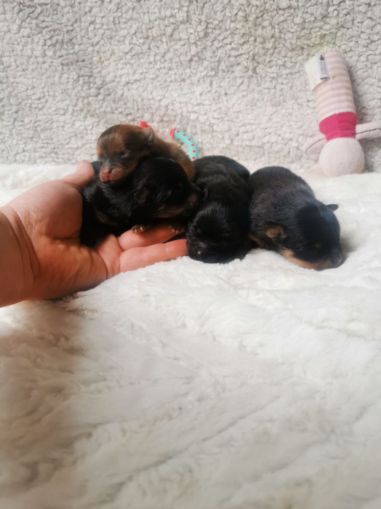 De La Beauté Française - Chiots disponibles - Spitz allemand