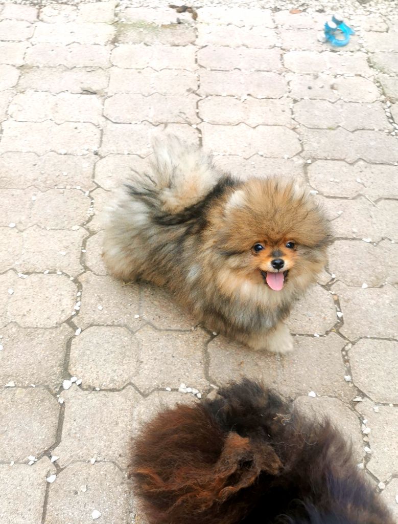 De La Beauté Française - Chiots disponibles - Spitz allemand