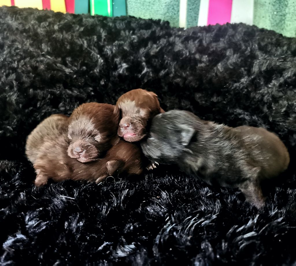 De La Beauté Française - Chiots disponibles - Spitz allemand