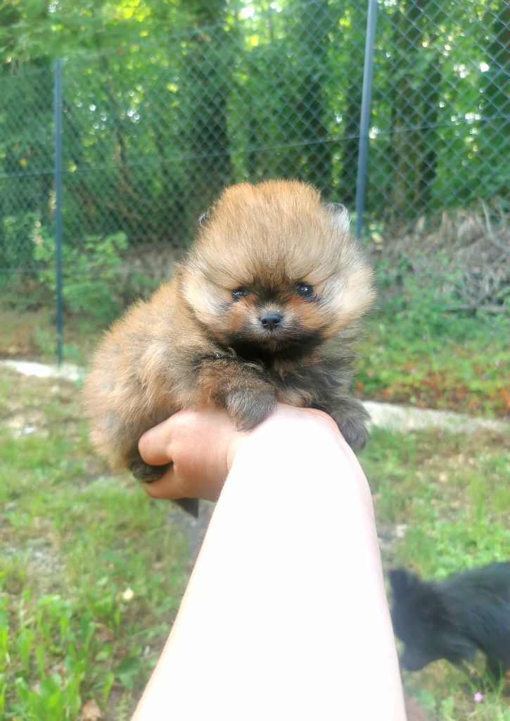 De La Beauté Française - Chiots disponibles - Spitz allemand