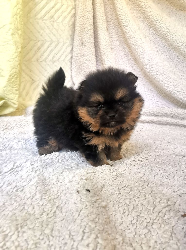 De La Beauté Française - Chiots disponibles - Spitz allemand