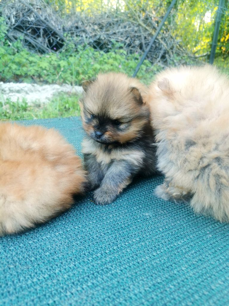 De La Beauté Française - Chiots disponibles - Spitz allemand