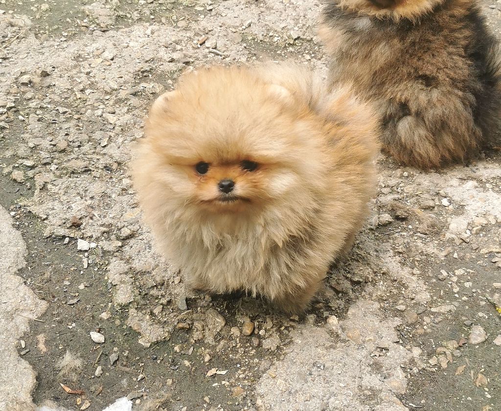 De La Beauté Française - Chiots disponibles - Spitz allemand