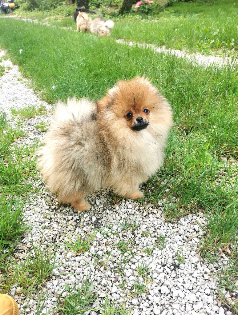 De La Beauté Française - Chiots disponibles - Spitz allemand