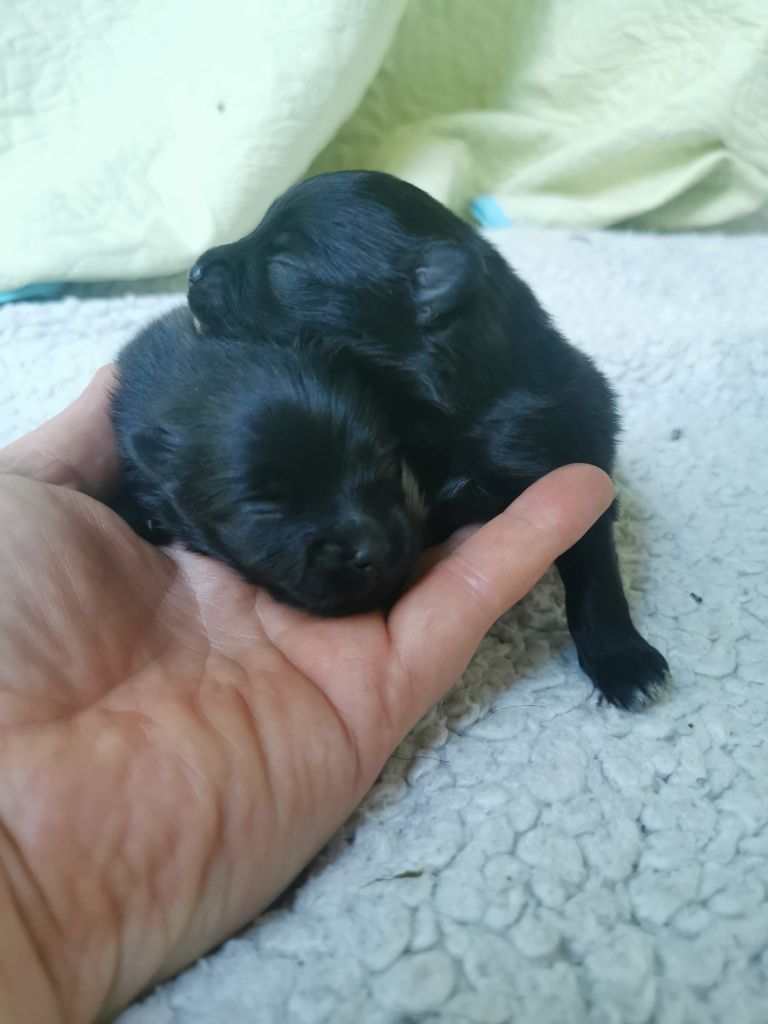 De La Beauté Française - Chiots disponibles - Spitz allemand