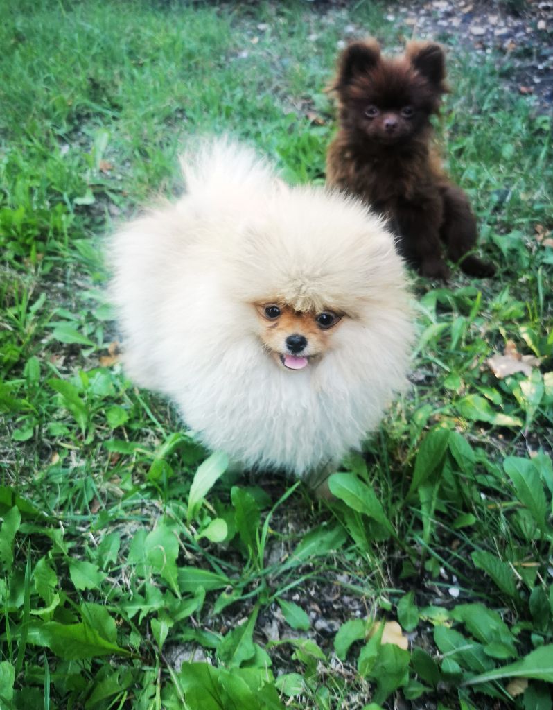De La Beauté Française - Chiots disponibles - Spitz allemand