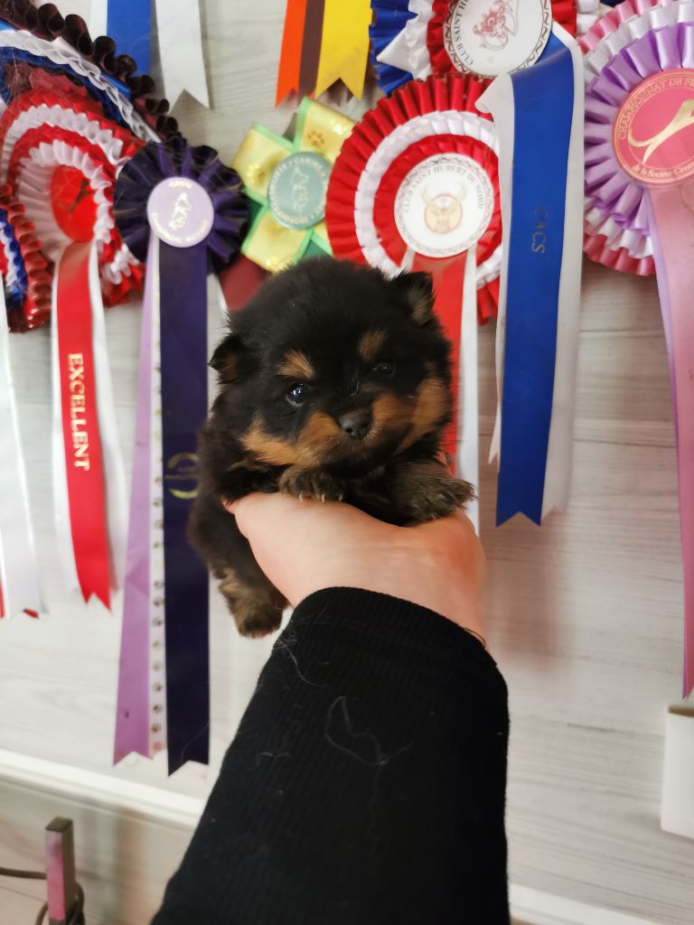 De La Beauté Française - Chiots disponibles - Spitz allemand