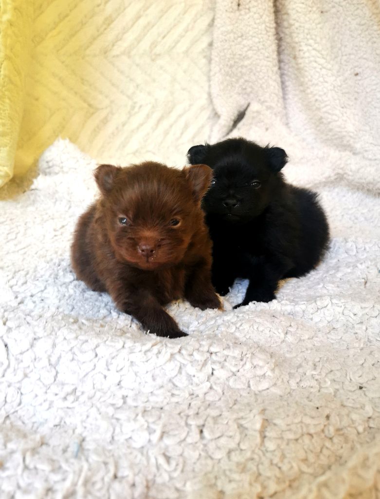 De La Beauté Française - Chiots disponibles - Spitz allemand