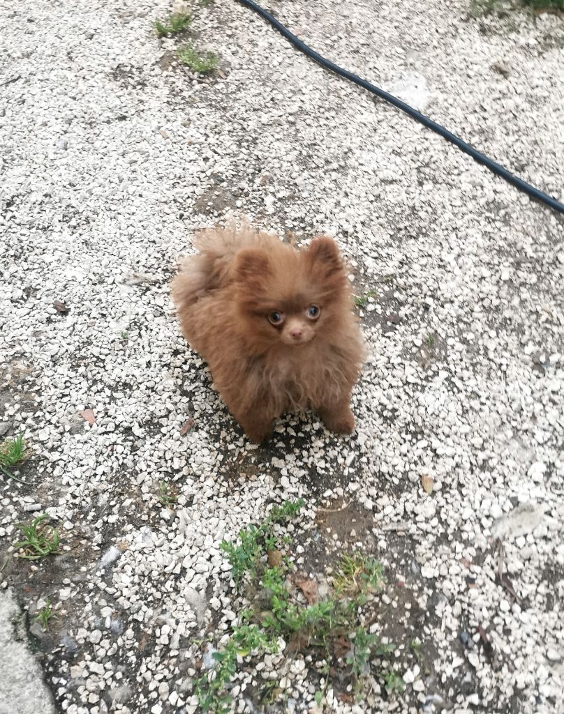 De La Beauté Française - Chiots disponibles - Spitz allemand