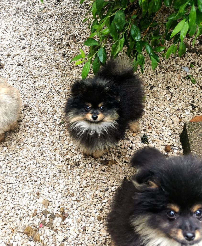 De La Beauté Française - Chiots disponibles - Spitz allemand