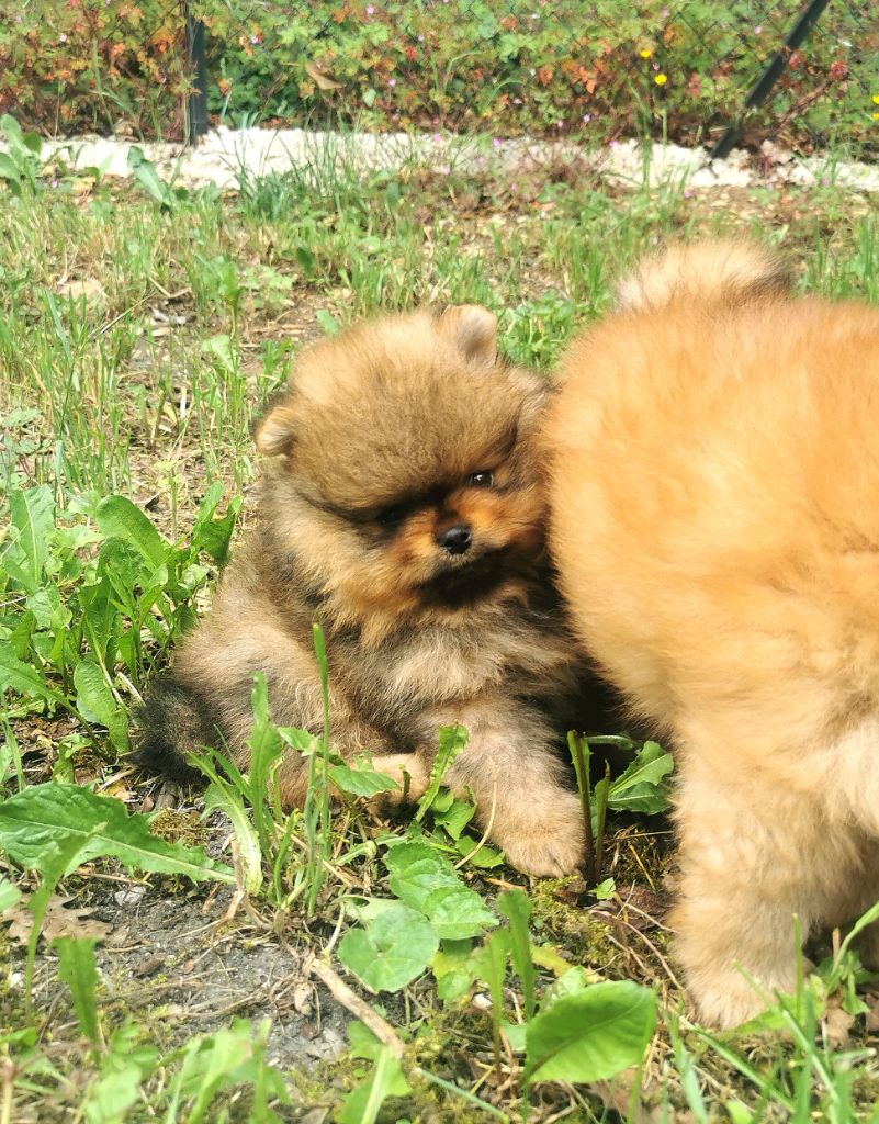 De La Beauté Française - Chiots disponibles - Spitz allemand