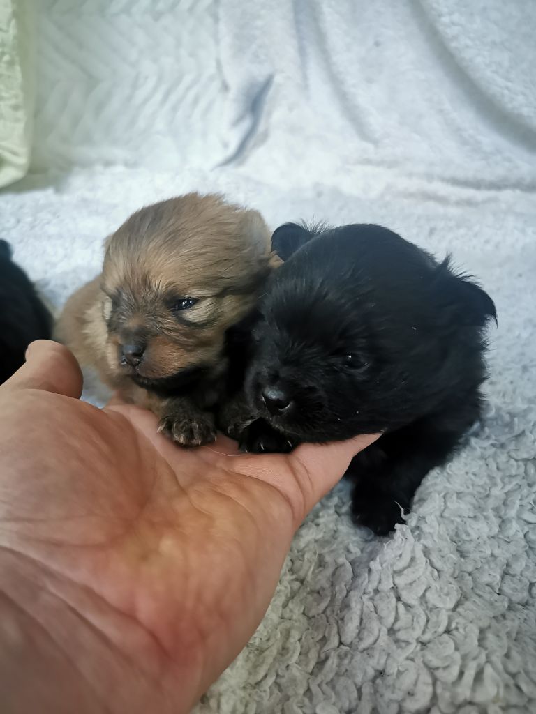 De La Beauté Française - Chiots disponibles - Spitz allemand