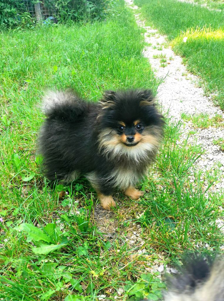 De La Beauté Française - Chiots disponibles - Spitz allemand