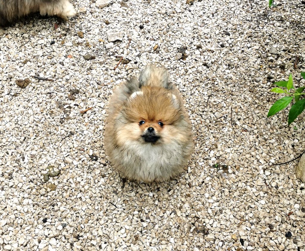 De La Beauté Française - Chiots disponibles - Spitz allemand