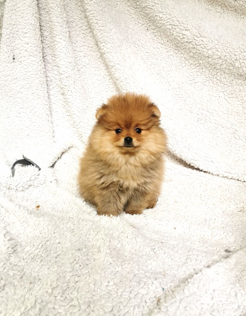 De La Beauté Française - Chiots disponibles - Spitz allemand