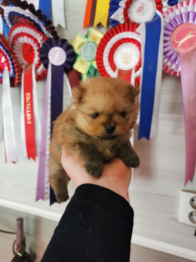De La Beauté Française - Chiots disponibles - Spitz allemand